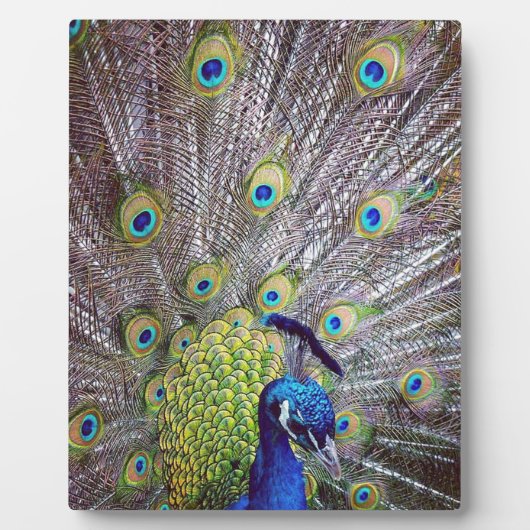 Plaque Photo Plumes d'oiseau de paon (Devant)