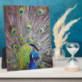 Plaque Photo Plumes d'oiseau de paon (Côté)