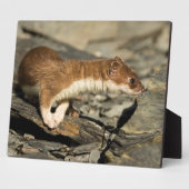 Plaque Photo Poil de musculation (Côté)