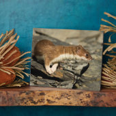 Plaque Photo Poil de musculation (Côté)