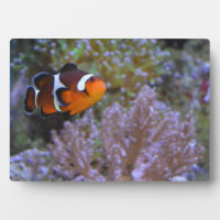 Poisson clown Anémone de mer Corail Photographie d