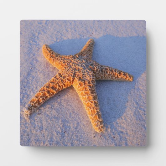 Plaque Photo Poisson Sur Sable Blanc (Devant)