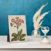Plaque Photo Polyanthus végétal vintage (Côté)