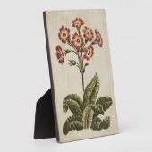 Plaque Photo Polyanthus végétal vintage (Côté)