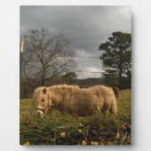 Plaque Photo Poney miniature blond / Cheval (Devant)