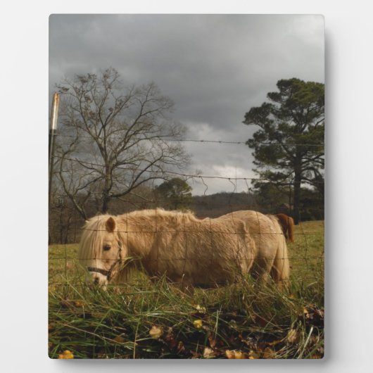 Plaque Photo Poney miniature blond / Cheval (Devant)