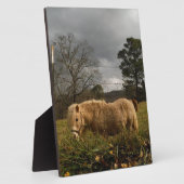 Plaque Photo Poney miniature blond / Cheval (Côté)