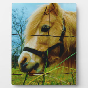 Plaque Photo Pony miniature blond / Cheval Ciel bleu