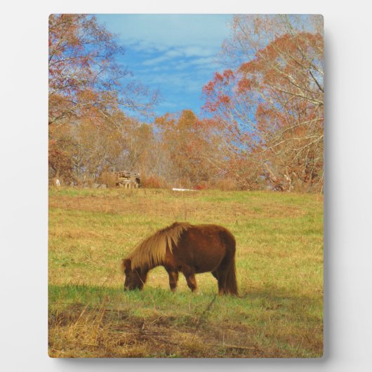 Plaque Photo Pony miniature Brown (Devant)