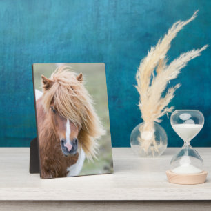 Plaque Photo Pony Shetland sur l'île d'Unst