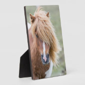 Plaque Photo Pony Shetland sur l'île d'Unst (Côté)