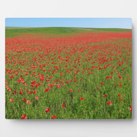 Plaque Photo Poppies alive ! (Devant)
