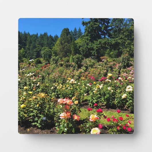 Plaque Photo Portland Rose Garden (Devant)
