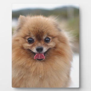 Plaque Photo Portrait Chien de Poméranie