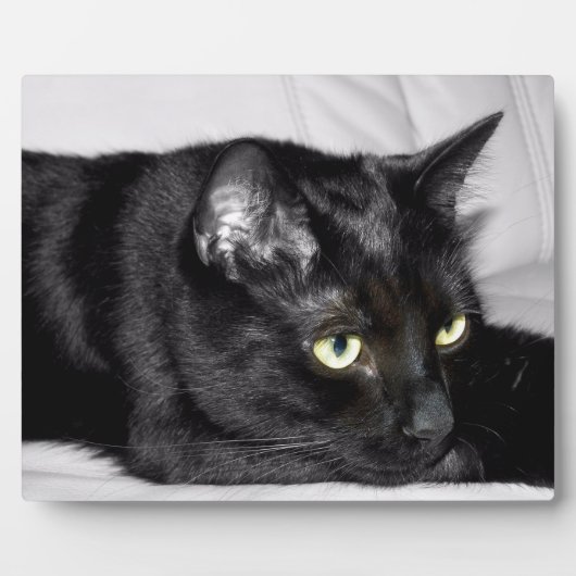 Plaque Photo Portrait de chat noir mignon (Devant)