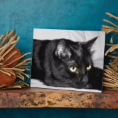 Plaque Photo Portrait de chat noir mignon (Côté)