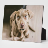 Plaque Photo Portrait de chien (Côté)