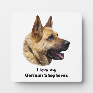 Plaque Photo Portrait de chien berger allemand alsacien