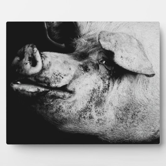 Plaque Photo portrait de cochon (Devant)