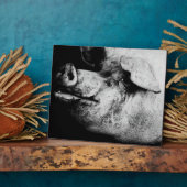 Plaque Photo portrait de cochon (Côté)