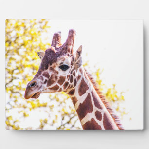 Plaque Photo Portrait de Giraffe