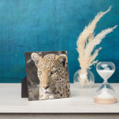 Plaque Photo Portrait de Léopard (Insitu)