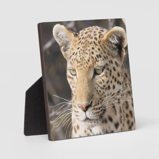 Plaque Photo Portrait de Léopard (Recto)