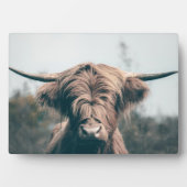 Plaque Photo Portrait de vache Highland (Devant)