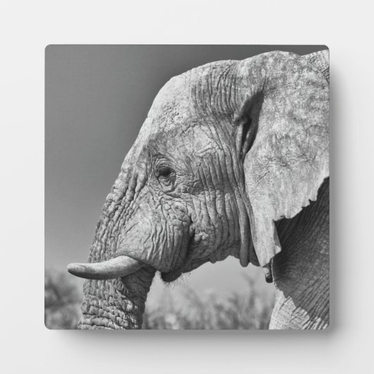 Plaque Photo Portrait d'éléphant (Devant)