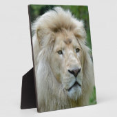 Plaque Photo Portrait du lion blanc (Côté)