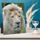 Plaque Photo Portrait du lion blanc (Côté)