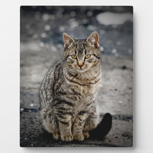 Plaque Photo Portrait d'un chat (Devant)