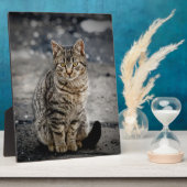 Plaque Photo Portrait d'un chat (Côté)