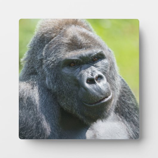 Plaque Photo Portrait Silverback (Devant)
