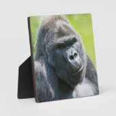 Plaque Photo Portrait Silverback (Recto)
