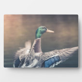 Plaque Photo Poster photo de Duck Nature (Devant)