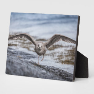 Plaque Photo Poster photo Seagull Wildlife