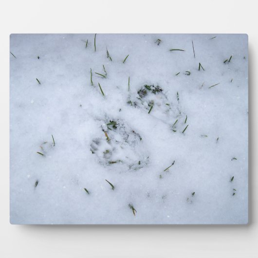 Plaque Photo Posters de animaux dans la neige (Devant)