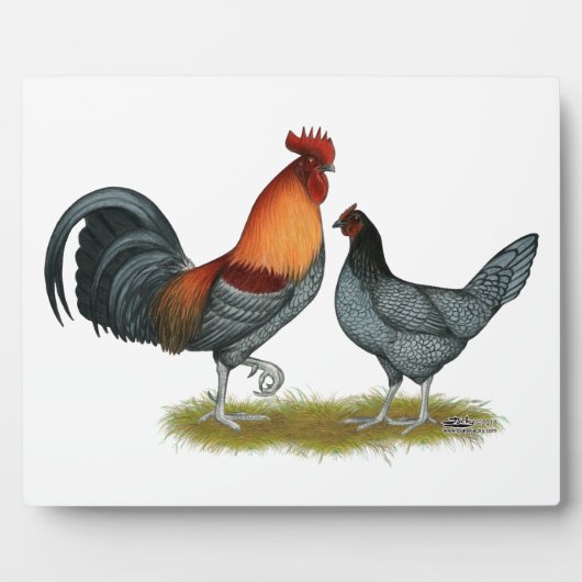 Plaque Photo Poule bleue du Delaware (Devant)