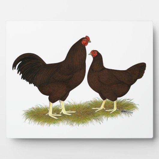 Plaque Photo Poules Buckeye (Devant)