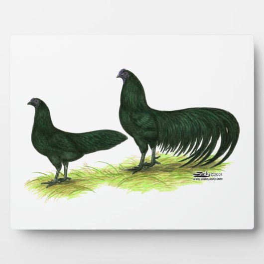 Plaque Photo Poules Sumatra Black (Devant)