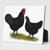 Plaque Photo Poulets géants Jersey (Côté)