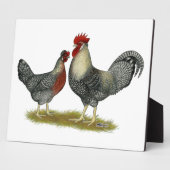 Plaque Photo Poulets Legbar à la crème (Côté)