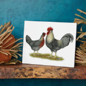 Plaque Photo Poulets Legbar à la crème (Côté)