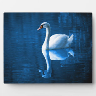 Plaque Photo Pretty white swan floating on blue lake
