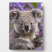 Plaque Photo Purple Jacaranda Koala Ours, (Devant)