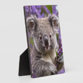 Plaque Photo Purple Jacaranda Koala Ours, (Côté)