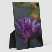 Plaque Photo Purple Waterlily (Côté)