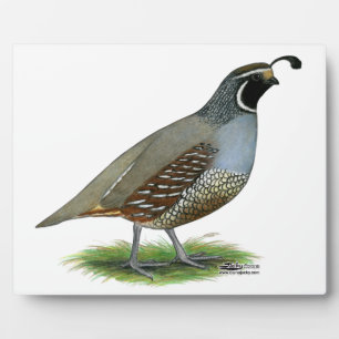 Plaque Photo Quail de la Californie