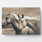 Plaque Photo Quart De Chevaux Sur Les Prairies Canadiennes (Devant)